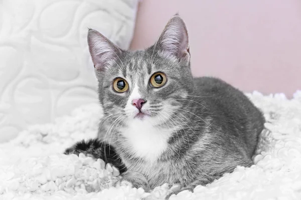 Милий кіт на дивані — стокове фото