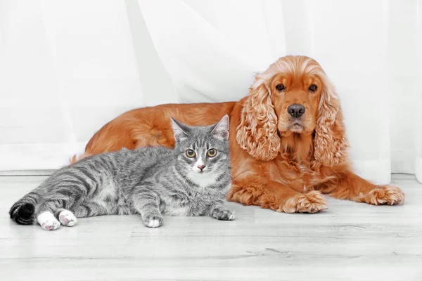 Cute dog and cat together at home — Stock Photo, Image