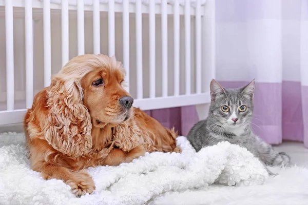 Sevimli köpek ve kedi evde birlikte — Stok fotoğraf