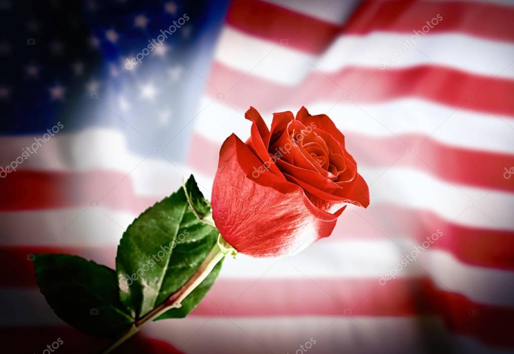 Rose on USA flag background