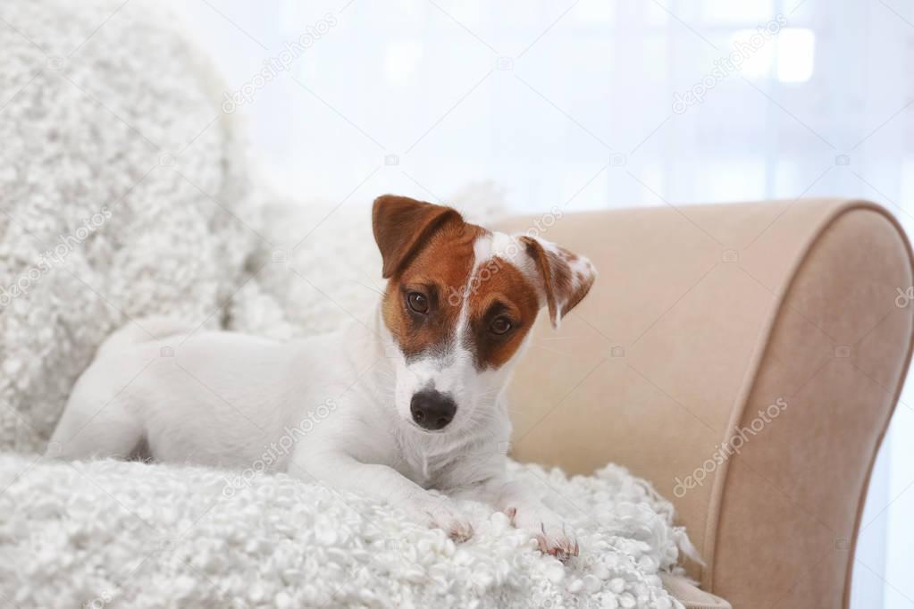 Cute Jack Russel Terrier on sofa in the room