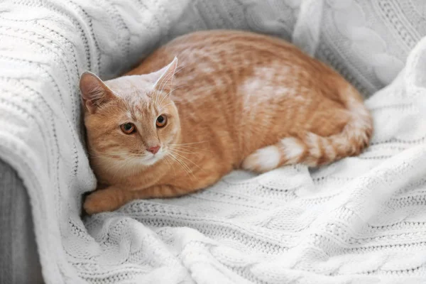 Niedliche Katze im Bus — Stockfoto