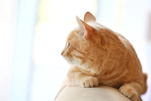 Cute cat on couch — Stock Photo, Image