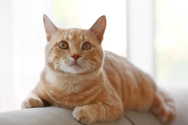 Roztomilý kočka na gauči — Stock fotografie