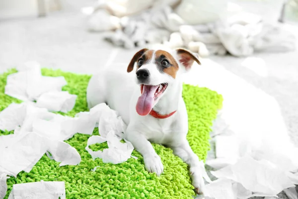 Jack Russell Terrier menggigit kertas di rumah — Stok Foto