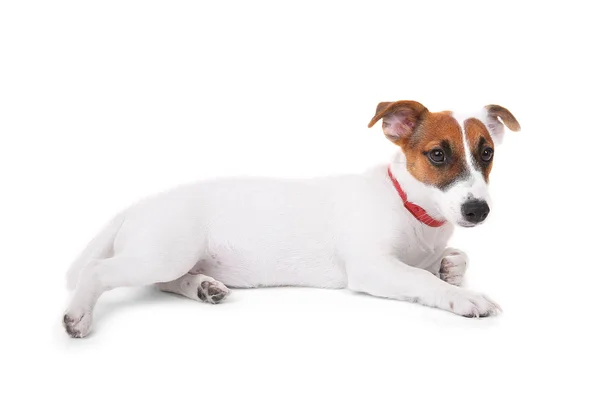 Jack Russell terrier, aislado en blanco — Foto de Stock