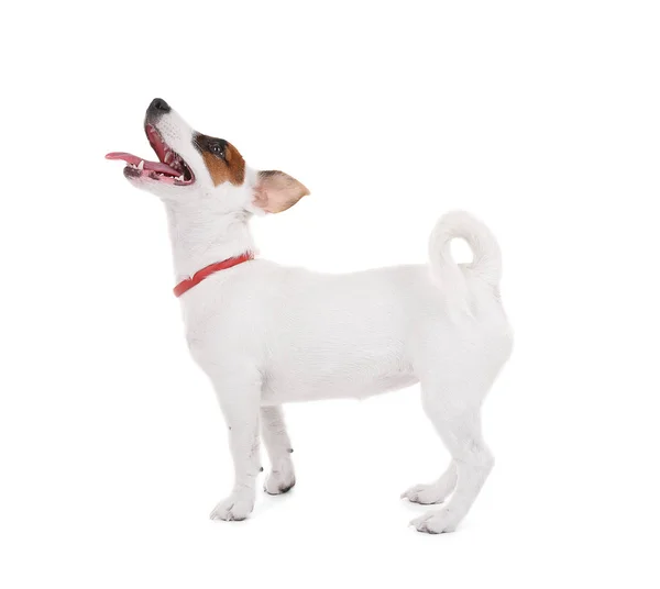 Jack Russell terrier, isolado em branco — Fotografia de Stock