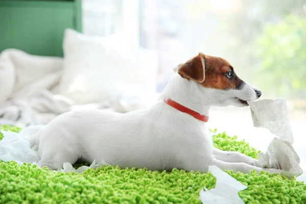 Jack Russell Terrier gryzienie papieru w domu — Zdjęcie stockowe