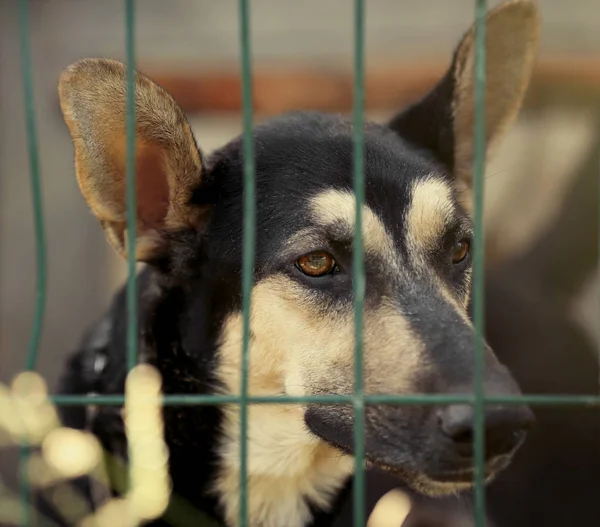Köpek hayvan barınağı kafeste — Stok fotoğraf