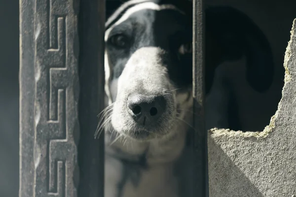 Köpek hayvan barınağı kafeste — Stok fotoğraf