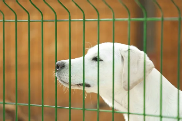 Cão em gaiola abrigo animal — Fotografia de Stock