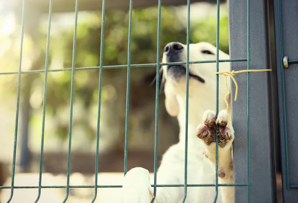 Dog in animal shelter cage — Stock Photo, Image