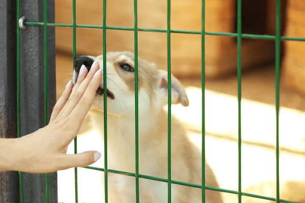 Mão feminina tocando cerca de abrigo animal com filhote de cachorro bonito atrás dele — Fotografia de Stock