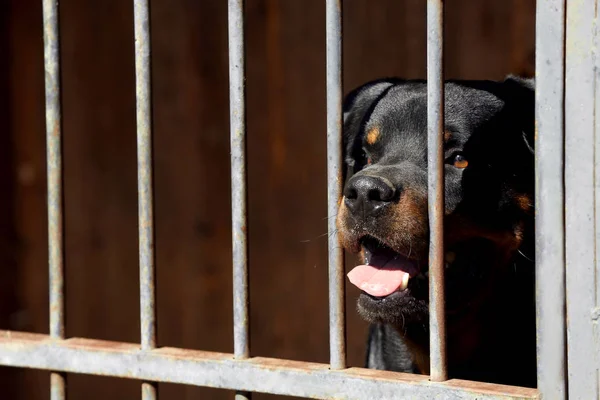 Rottweiler dans une cage d'abris pour animaux — Photo