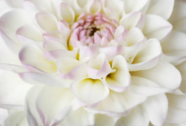 Beautiful white dahlia flower, closeup — Stock Photo, Image