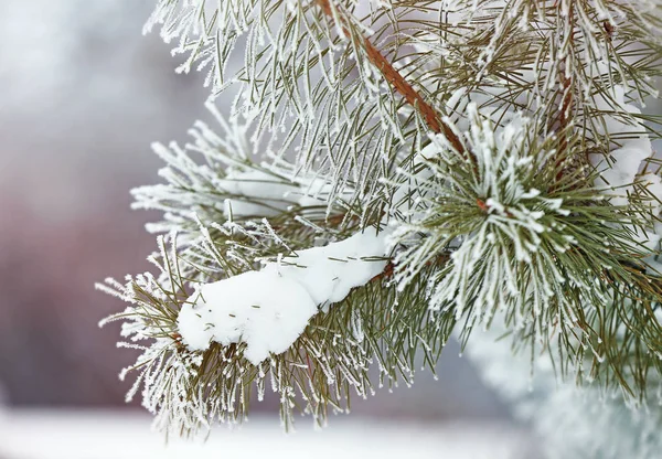 Branch of fir tree — Stock Photo, Image