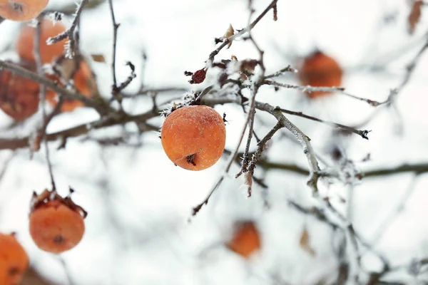 Närbild bild av gren med äpplen — Stockfoto