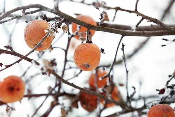 Närbild bild av gren med äpplen — Stockfoto