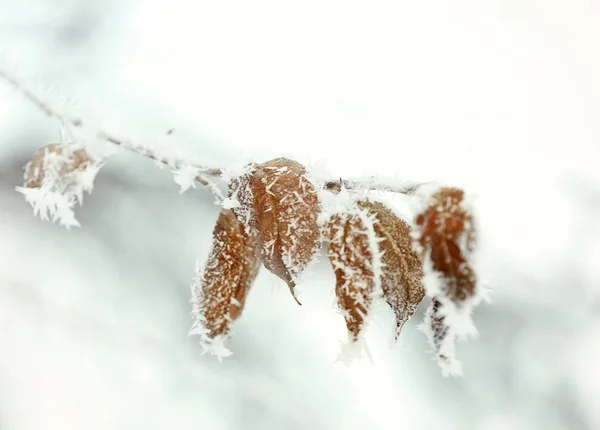 Nära upp trädgren täckt med rimfrost — Stockfoto