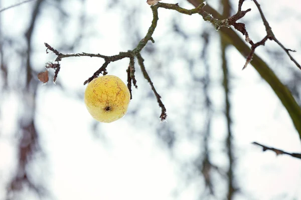 Vista de perto de ramo com maçã no dia de inverno — Fotografia de Stock