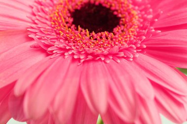 Güzel pembe gerbera çiçek, makro görünümü