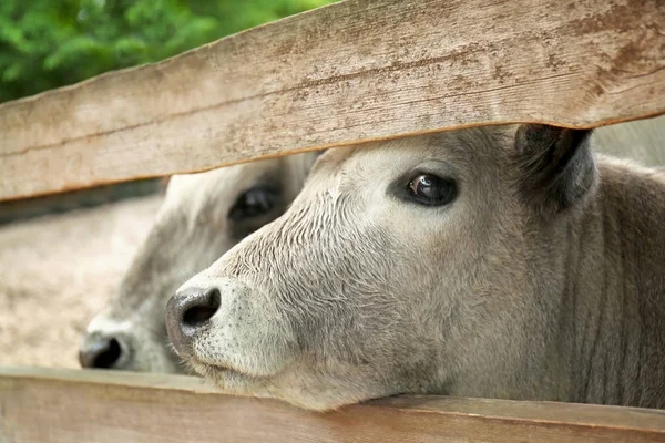 Корова голова, крупним планом — стокове фото
