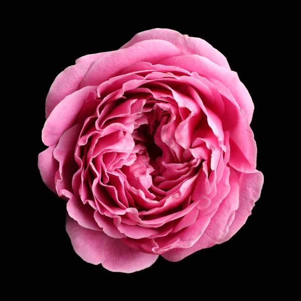 Beautiful pink rose on black background — Stock Photo, Image
