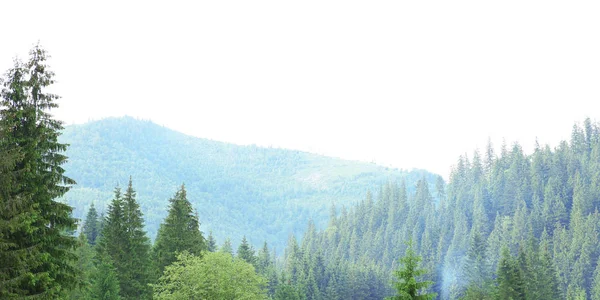 Colline verdi della foresta — Foto Stock