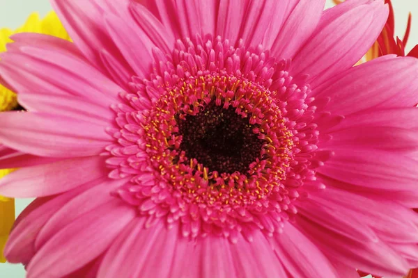 Bellissimo fiore di gerbera rosa, da vicino — Foto Stock