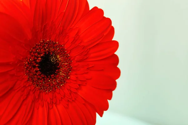 Güzel kırmızı gerbera çiçek, yakın — Stok fotoğraf