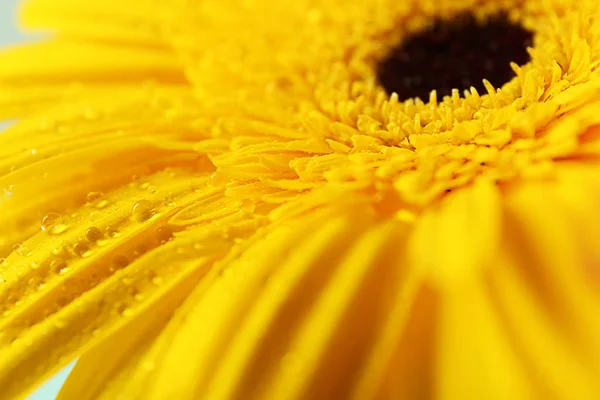Όμορφες κίτρινες ζέρμπερες λουλούδι, μακροοικονομική άποψη — Φωτογραφία Αρχείου