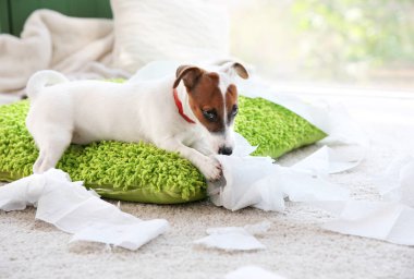 Jack Russell Terrier kağıt evde ısırma