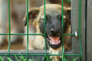 Hayvan barınağı kafeste evsiz köpek yavrusu portresi