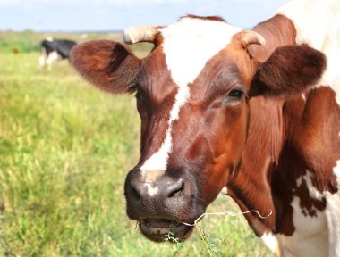 Çiftlikte otlatma inek, yakın çekim