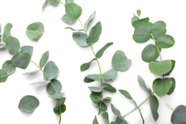 Yeşil okaliptüs dalları