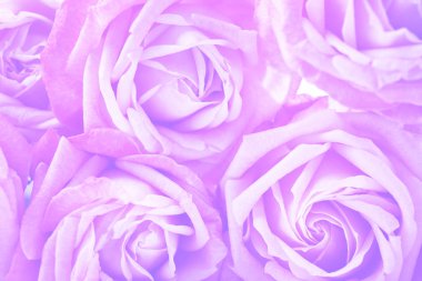 Güzel demeti, closeup. Çiçek arka plan.