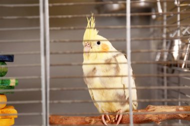 Güzel corella papağan kafes içinde