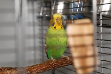 Güzel yeşil muhabbet kuşu kafesi