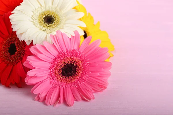 Gerbera flowers on pink wooden background — Stock Photo, Image