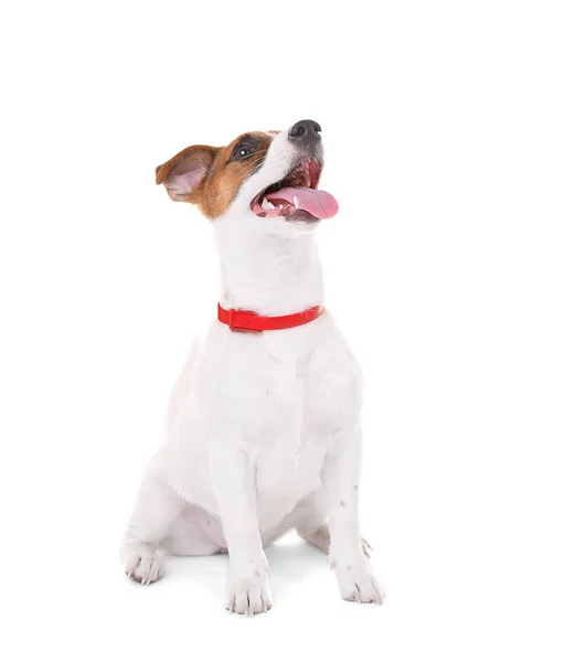 Jack Russell terrier, isolé sur blanc — Photo