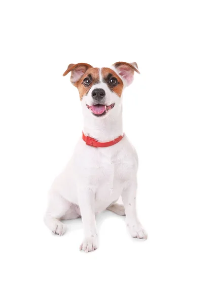 Jack Russell terrier, isolé sur blanc — Photo