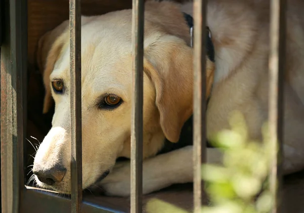 Porträt eines obdachlosen Hundes im Tierheim-Käfig — Stockfoto