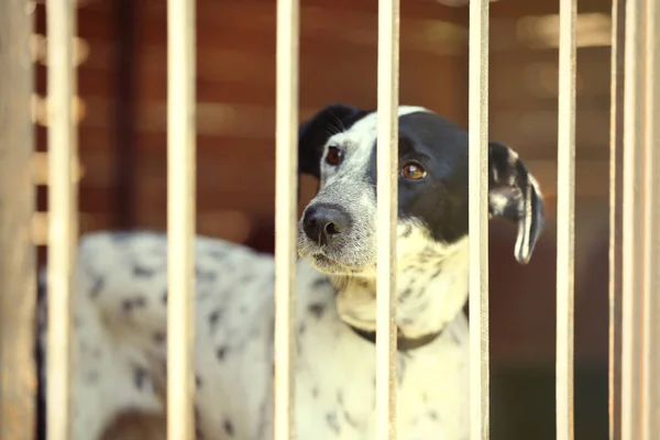 Retrato de perro sin hogar en jaula refugio de animales — Foto de Stock