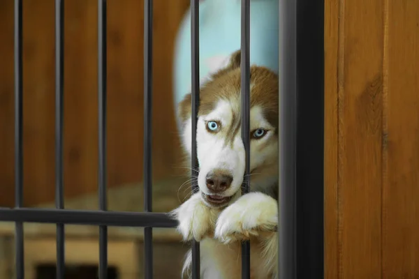 Cute homeless laika in animal shelter cage — Stock Photo, Image