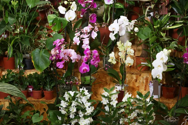 Sortimento de flores bonitas na loja floral — Fotografia de Stock