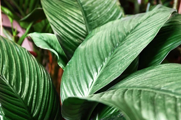 Pflanze mit großen grünen Blättern, Nahaufnahme — Stockfoto