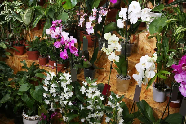 Sortimento de flores bonitas na loja floral — Fotografia de Stock