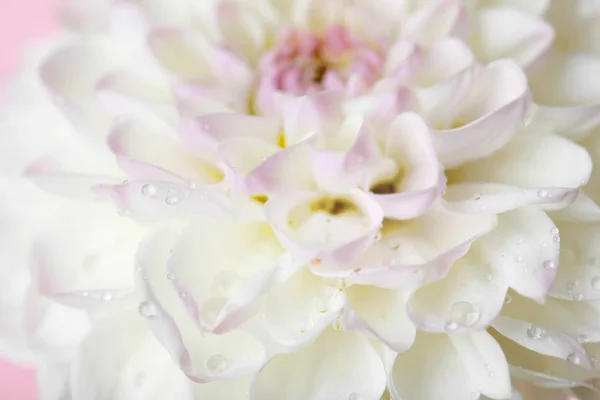 Hermosa flor de dalia blanca, primer plano —  Fotos de Stock