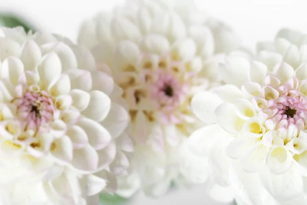 Красивые белые цветы георгины, крупный план — стоковое фото