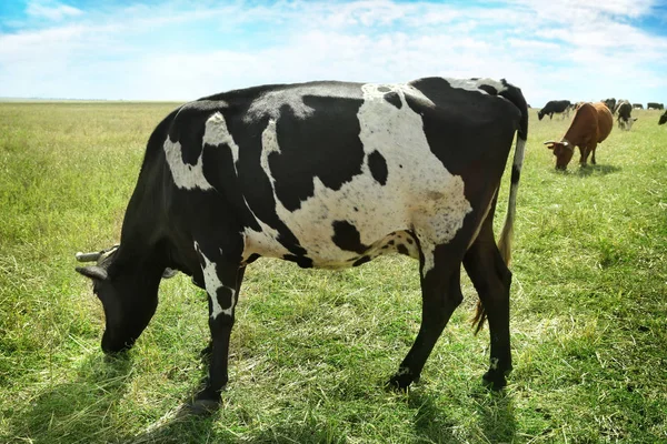 Tehén legelő, a mezőgazdasági — Stock Fotó